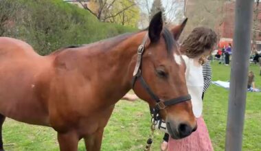 Pratt Institute's School of Art, Pratt Equestrian bring horses to Brooklyn for students to draw