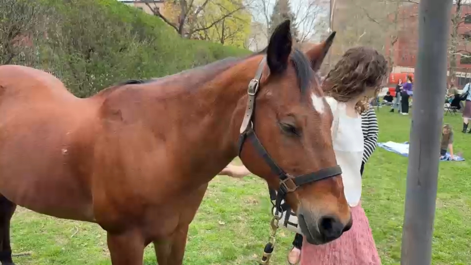 Pratt Institute's School of Art, Pratt Equestrian bring horses to Brooklyn for students to draw