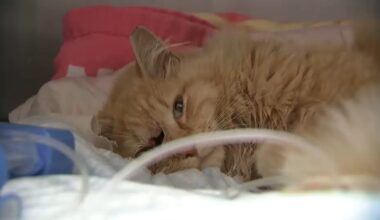 LIRR Cat struck: Cat recovering after struck by train, stuck on tracks for over a week