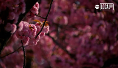 Meet the Petal Protectors who keep NYC cherry blossoms in the pink