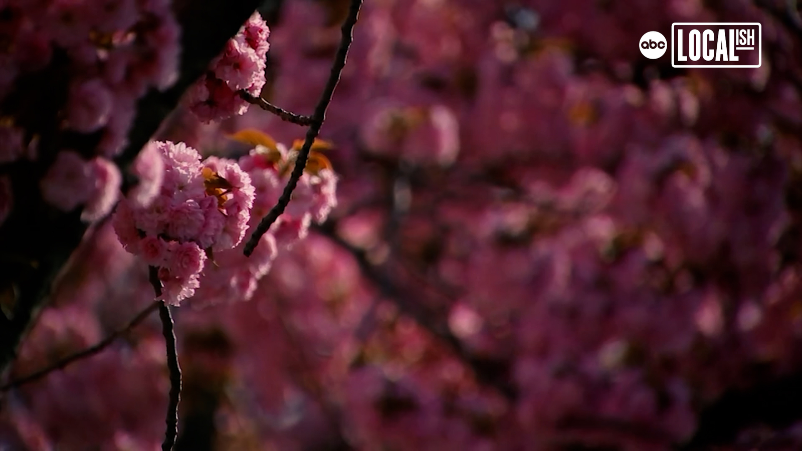 Meet the Petal Protectors who keep NYC cherry blossoms in the pink
