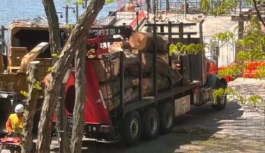 Residents fighting to save hundreds of mature trees cut down in Battery Park City