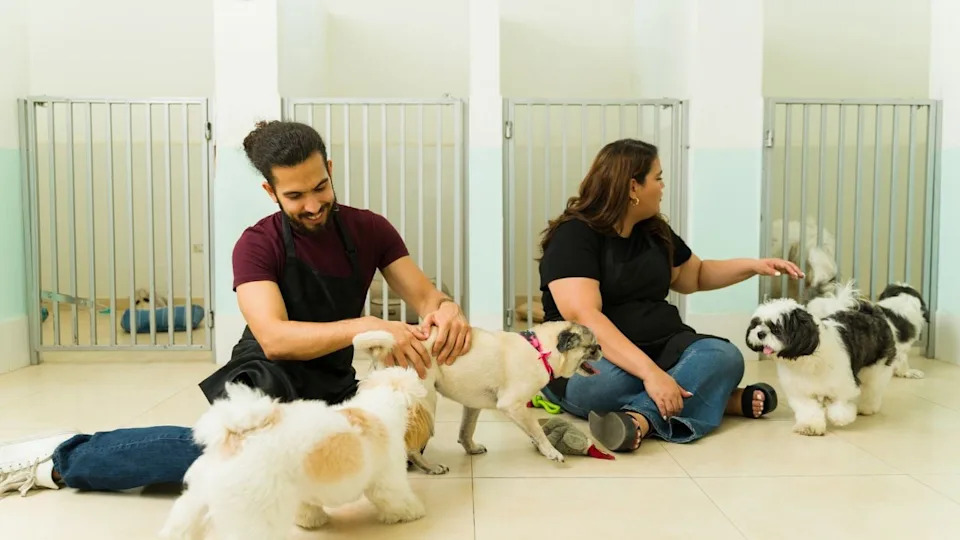 Happy staff members playing with dogs at a pet hotel