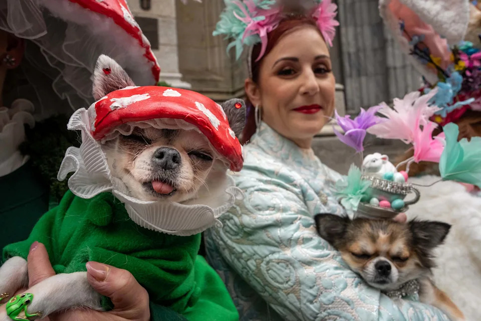 Chihuahua dogs named April Moon and Bianca wear hats during the Easter Parade and Bonnet Festival on Fifth Avenue, Sunday, April 5, 2026, in New York. (AP Photo/Adam Gray)