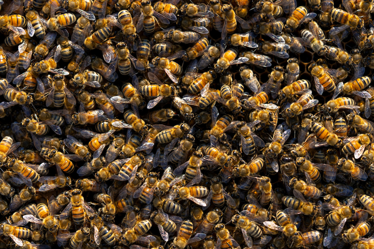 A swarm of thousands of honey bees on a colony slat. 