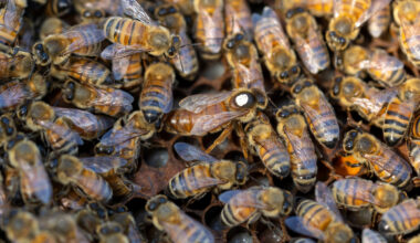 A queen bee marked with white paste for clear identification among thousands of bees in a colony.