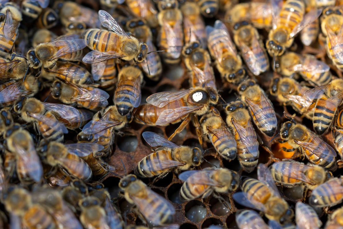 A queen bee marked with white paste for clear identification among thousands of bees in a colony.