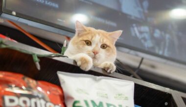 NYC Council bill complements NYS proposal to protect bodega cats in the Big Apple