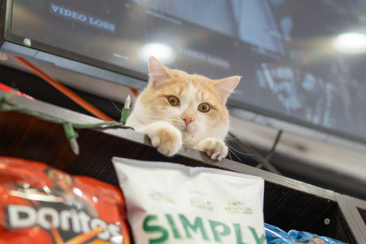 NYC Council bill complements NYS proposal to protect bodega cats in the Big Apple