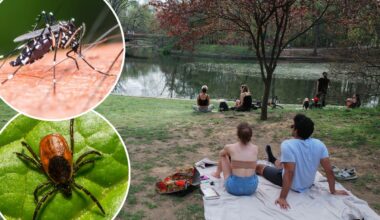NYC's tick, mosquito season could among worst yet: experts