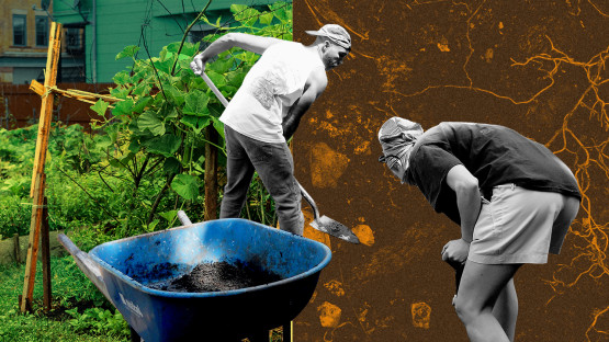 CCE helps NYS gardeners test their soil for nutrients, contaminants