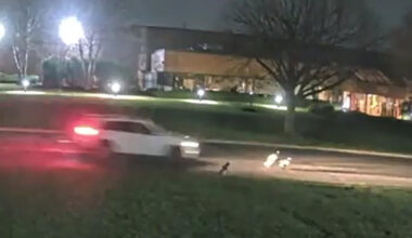 A Hit-and-Run Driver Is Killing Geese on Long Island