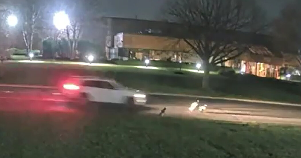 A Hit-and-Run Driver Is Killing Geese on Long Island