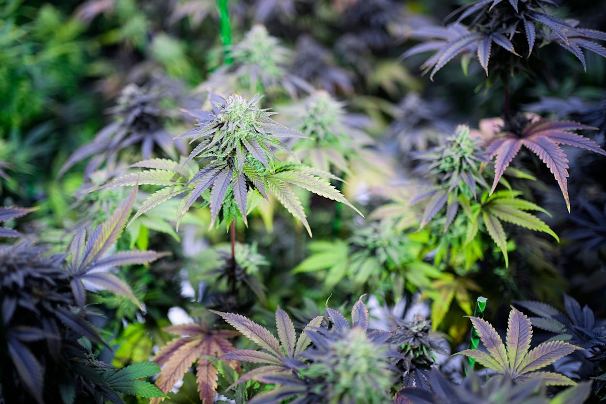 Home-grown marijuana plants await harvest under an LED grow light on Feb. 22, 2025.