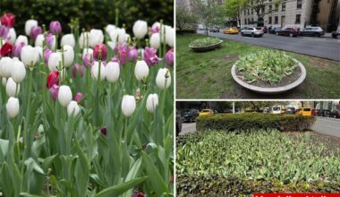 'Disturbed' man decapitates dozens of Park Avenue tulips