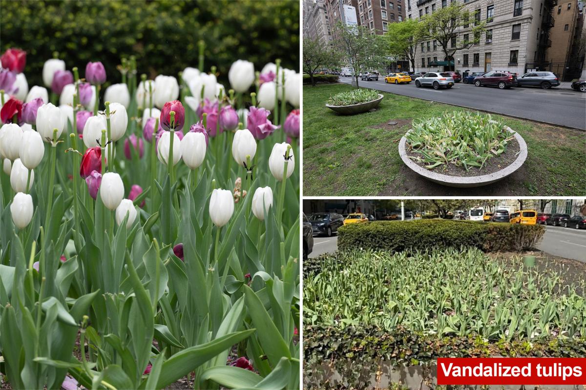 'Disturbed' man decapitates dozens of Park Avenue tulips