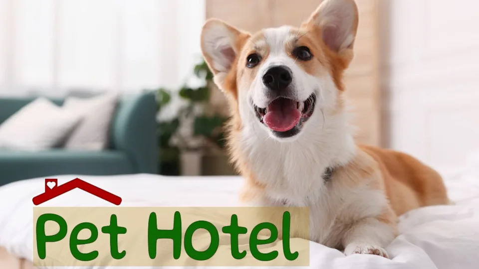 Pet friendly hotel room with a corgi on the bed