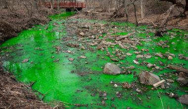 The Disgusting Reason a Staten Island Creek Turned Bright Green