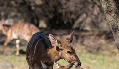 Baby Nyala Charms Visitors at Bronx Zoo