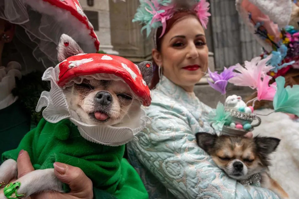 Chihuahua dogs named April Moon and Bianca wear hats during the Easter Bonnet Parade on Fifth Avenue, Sunday, April 5, 2026, in New York. (AP Photo/Adam Gray)