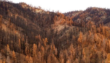 Forest Service Research Labs Are Closing