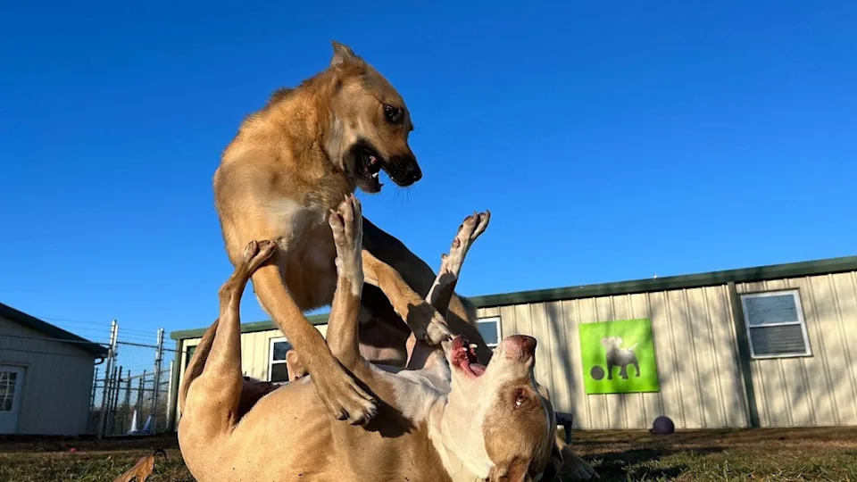 Dogs playing in an outside area at a daycare business