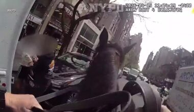 Mounted New York police officer and his horse corner suspected purse snatcher