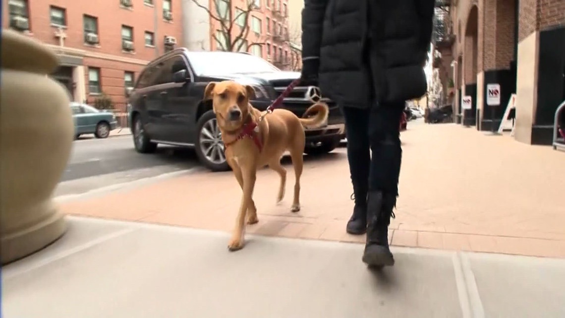 A New York-based dog food subscription company is hiring for two roles