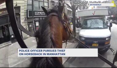 News 12 | Brooklyn | Nypd Officer On Horse Chases Down Purse Snatcher In Manhattan