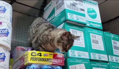 What to knoe about the Bodega Cat Bill – NBC New York