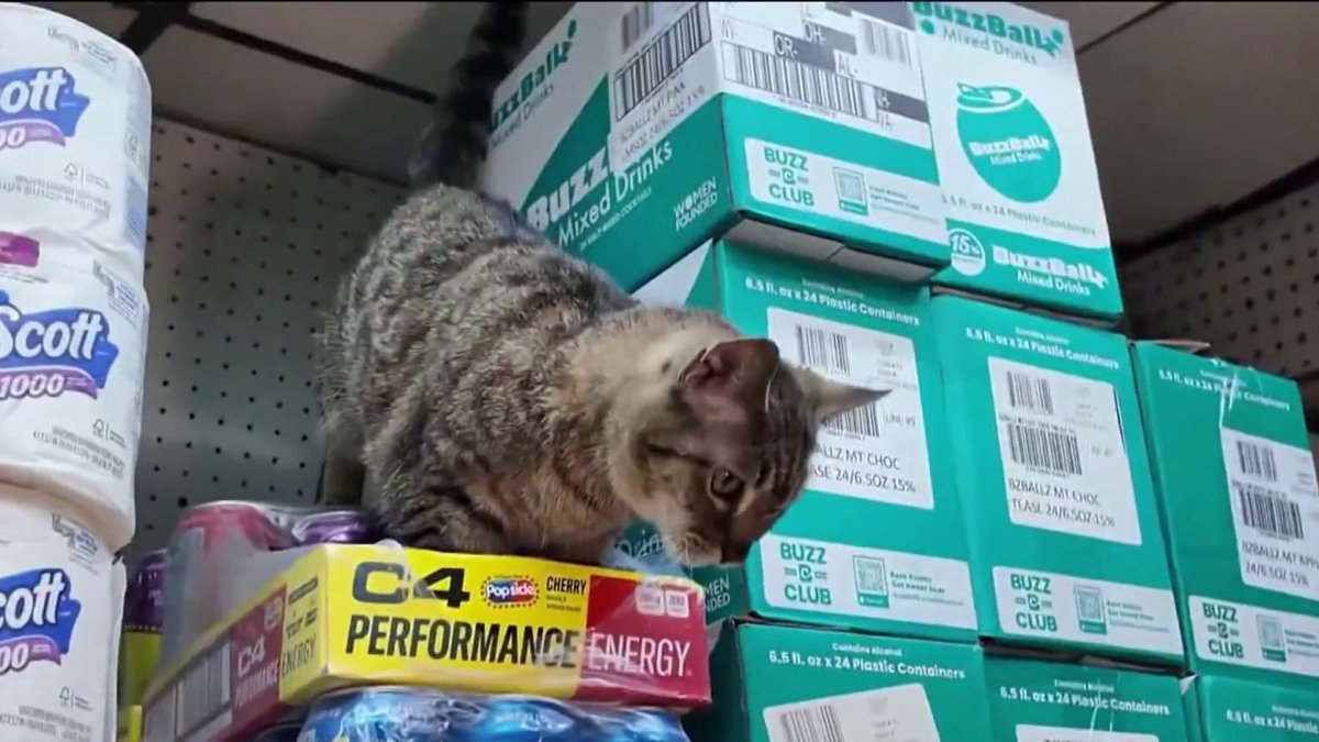 What to knoe about the Bodega Cat Bill – NBC New York