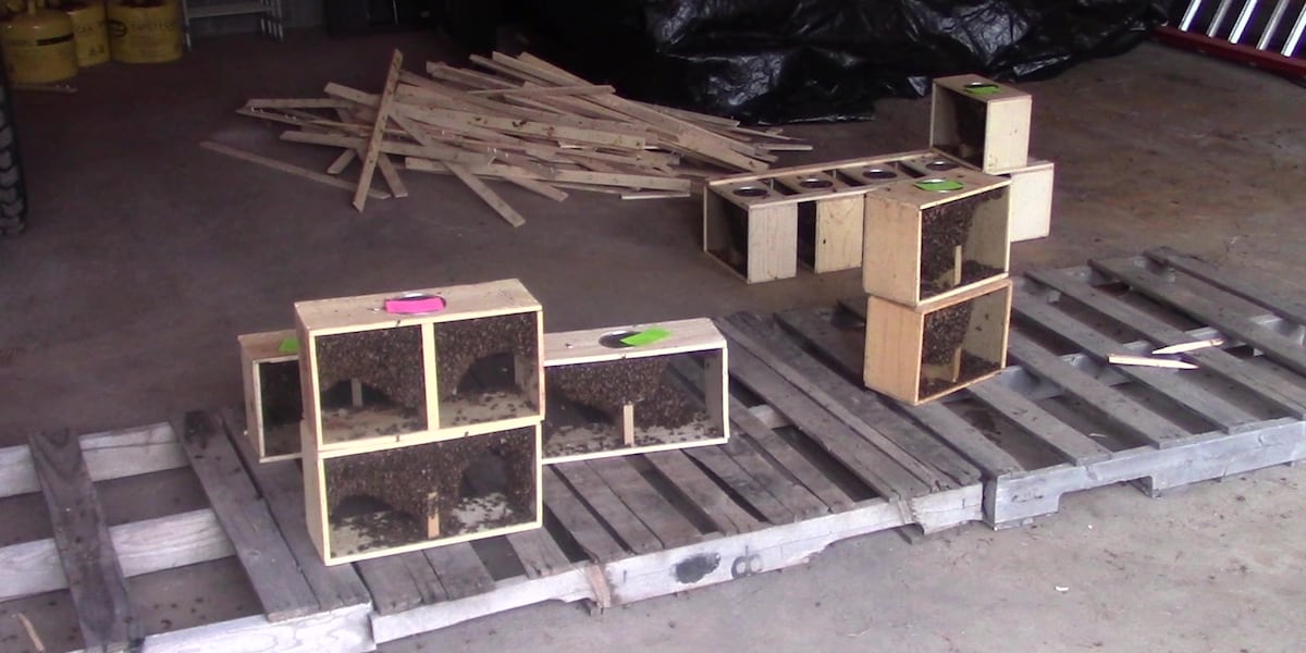 Bee Day in Cloquet brings keepers and queens together