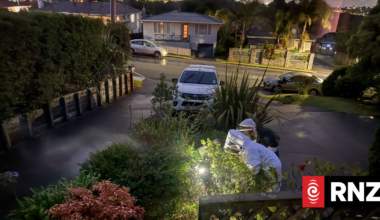 No queens - we may have won the yellow-legged hornet battle