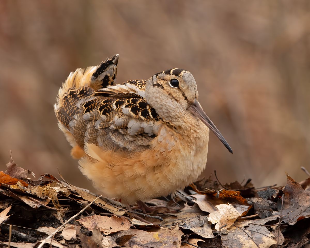  Woodcocks spend most of their time on the ground in brushy, young-forest habitats, where the birds' brown, black, and gray plumage provides excellent camouflage. 