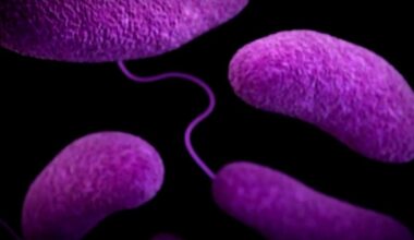 Flesh-eating bacteria concerns in Long Island waters are growing. Here's why.