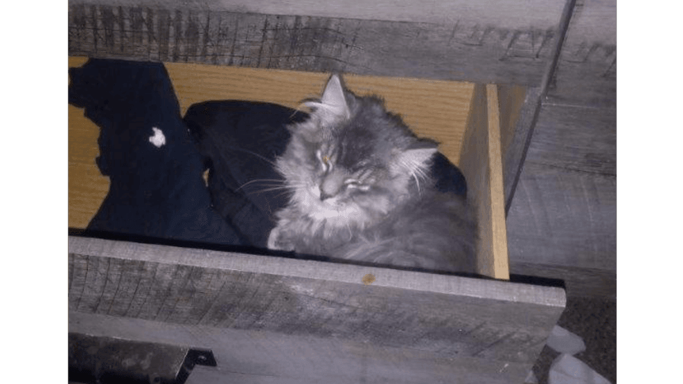 Smokey is pictured in an undated photo provided by Ontario County District Attorney's Office.