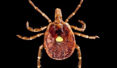 New York Issues Warning on Lyme Disease as Warm Weather Approaches | Health