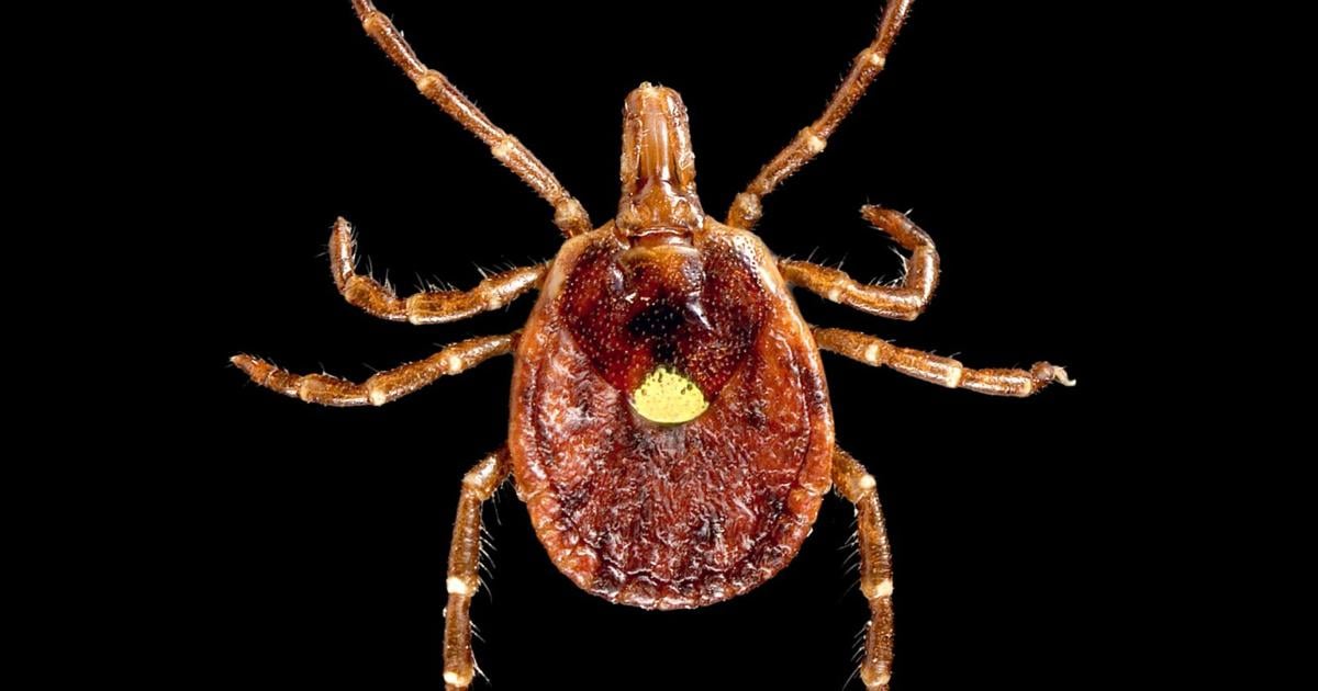 New York Issues Warning on Lyme Disease as Warm Weather Approaches | Health