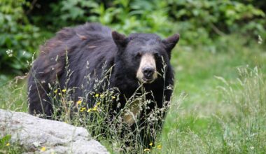 New York’s 2025-26 bear harvest reaches second-highest total on record |