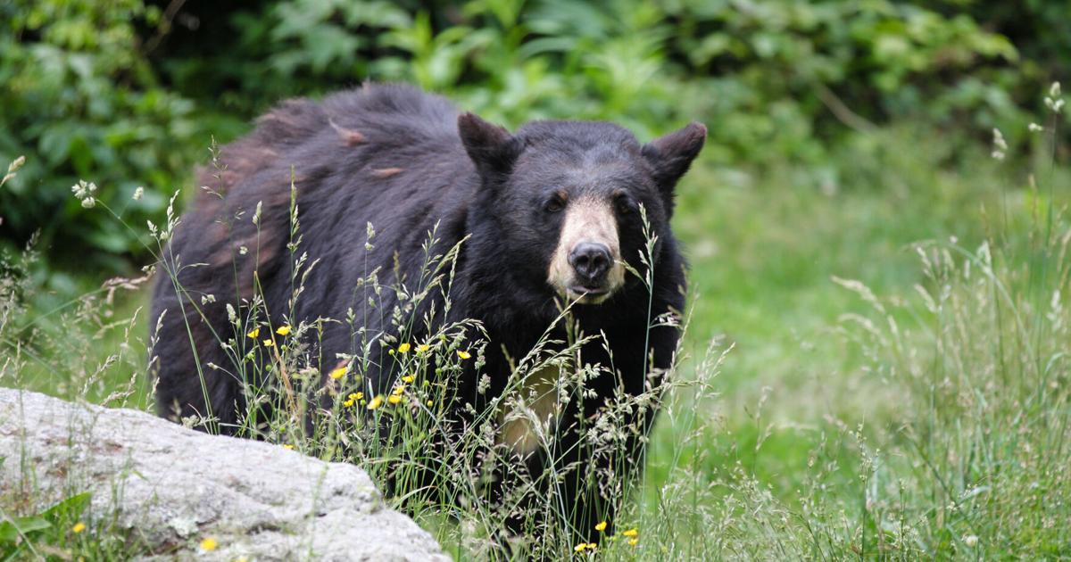 New York’s 2025-26 bear harvest reaches second-highest total on record |