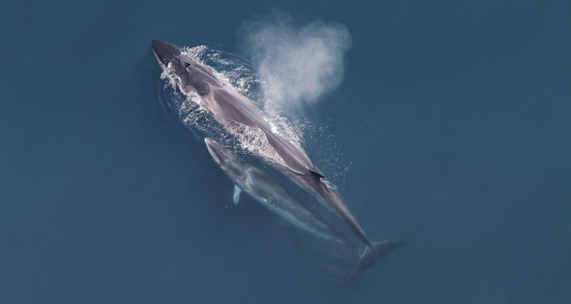 Sei Whales Take Their Spring Break in Waters Off New York and New Jersey