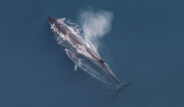 Sei Whales Take Their Spring Break in Waters Off New York and New Jersey