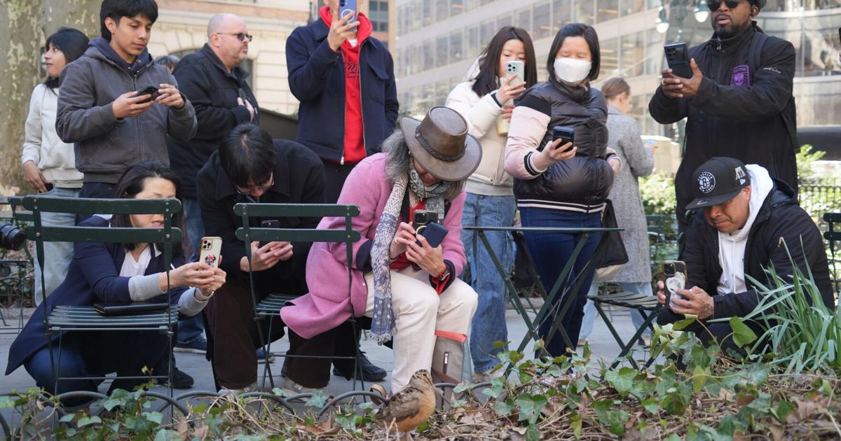 New Yorkers flock to Manhattan park for lovable woodcocks' bobbing strut | National News