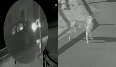 Dog Dumped at Herkimer County Humane Society | News