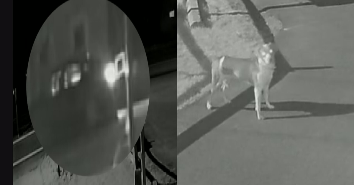 Dog Dumped at Herkimer County Humane Society | News