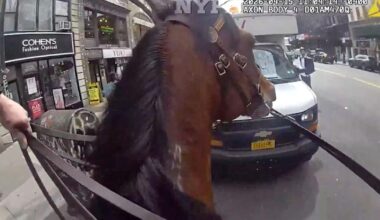 Mounted New York police officer and his horse corner suspected purse snatcher in Manhattan | National News