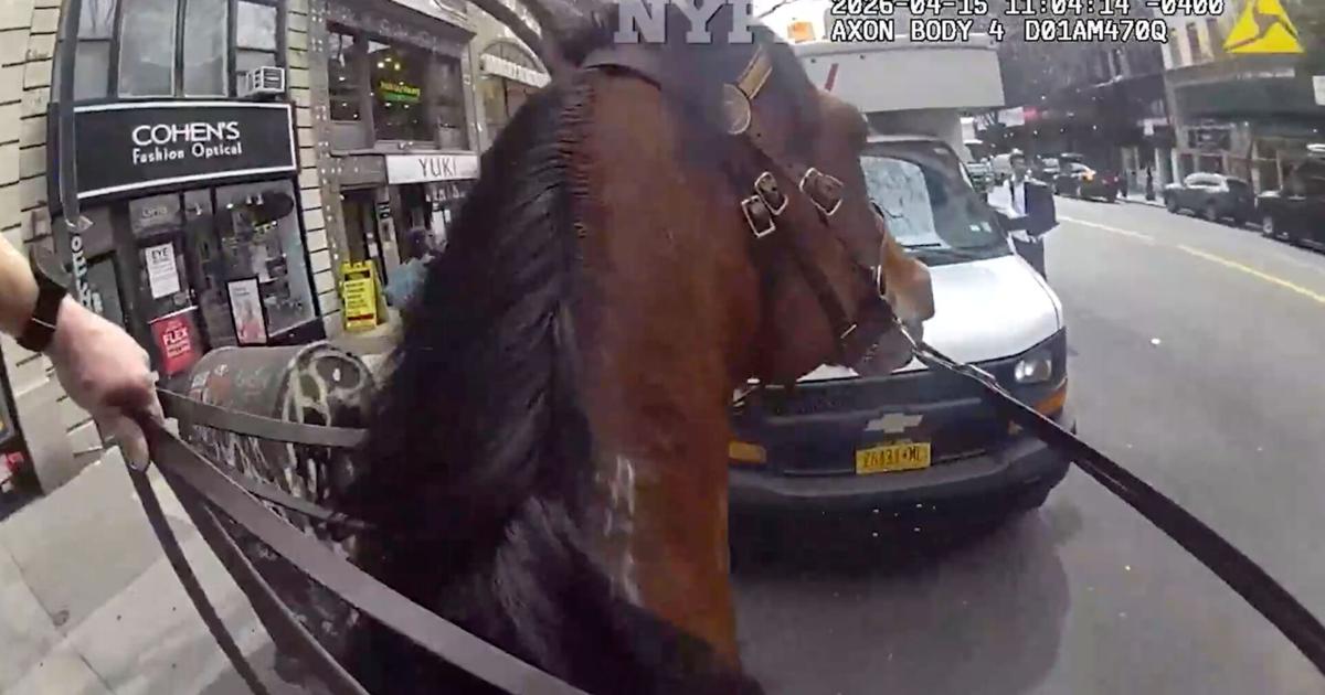 Mounted New York police officer and his horse corner suspected purse snatcher in Manhattan | National News