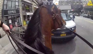 Mounted NYPD officer and his horse corner suspected purse snatcher