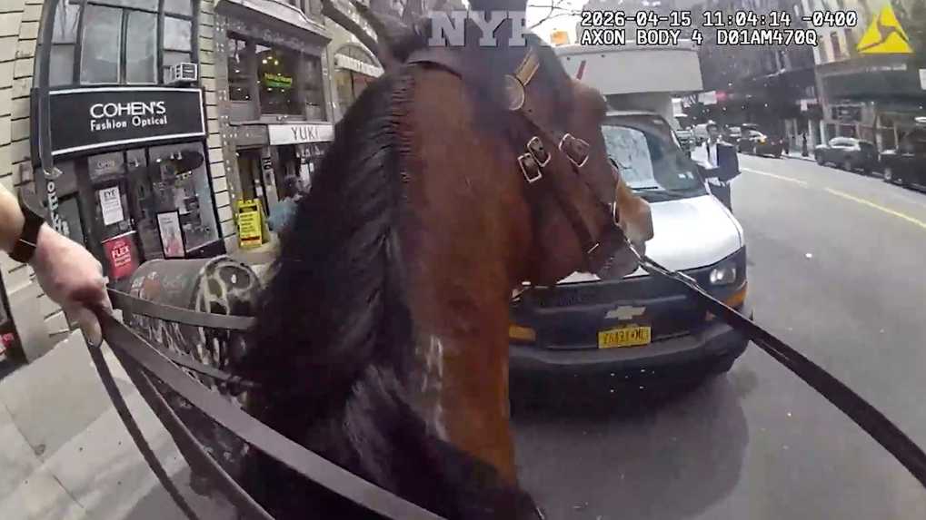 Mounted NYPD officer and his horse corner suspected purse snatcher