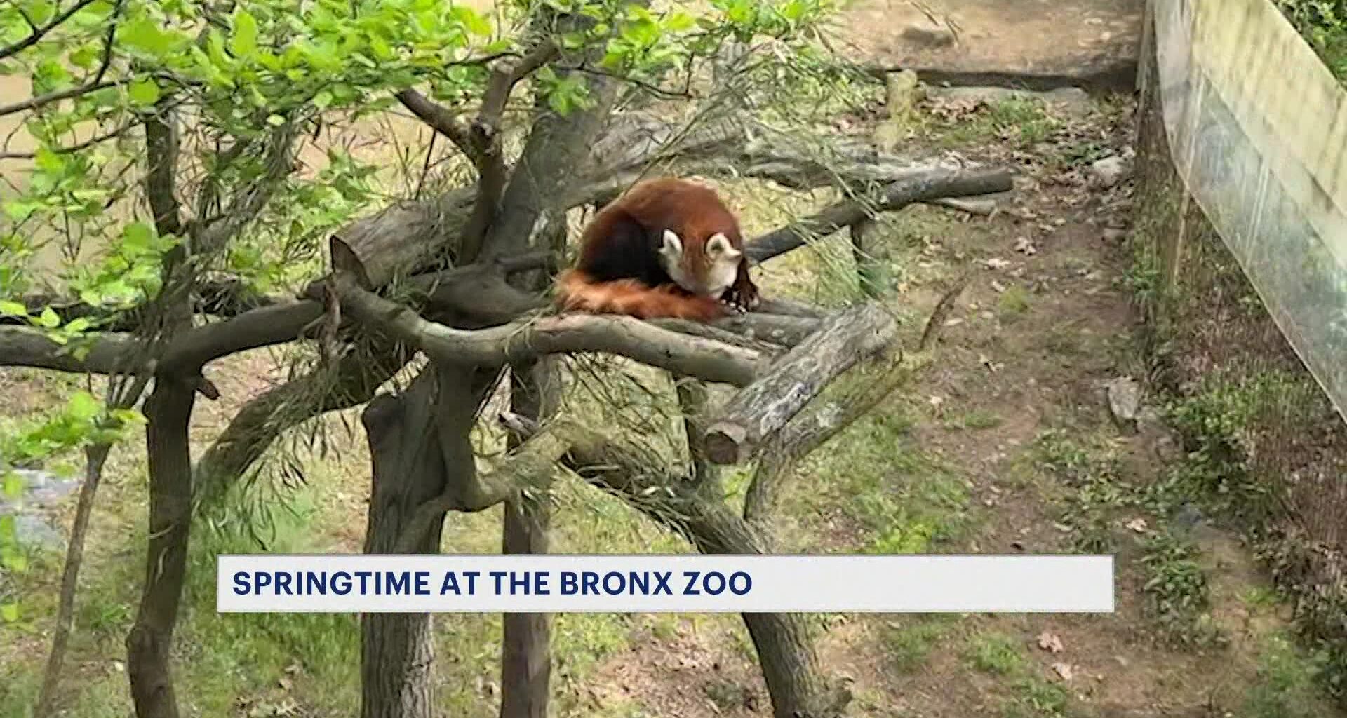 News 12 | Bronx | Pandas And Rhinos And Tigers Oh My All Aboard The Bronx Zoo Monorail